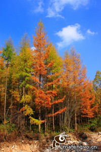 多特蒙德客场取得胜利，提升积分榜排名